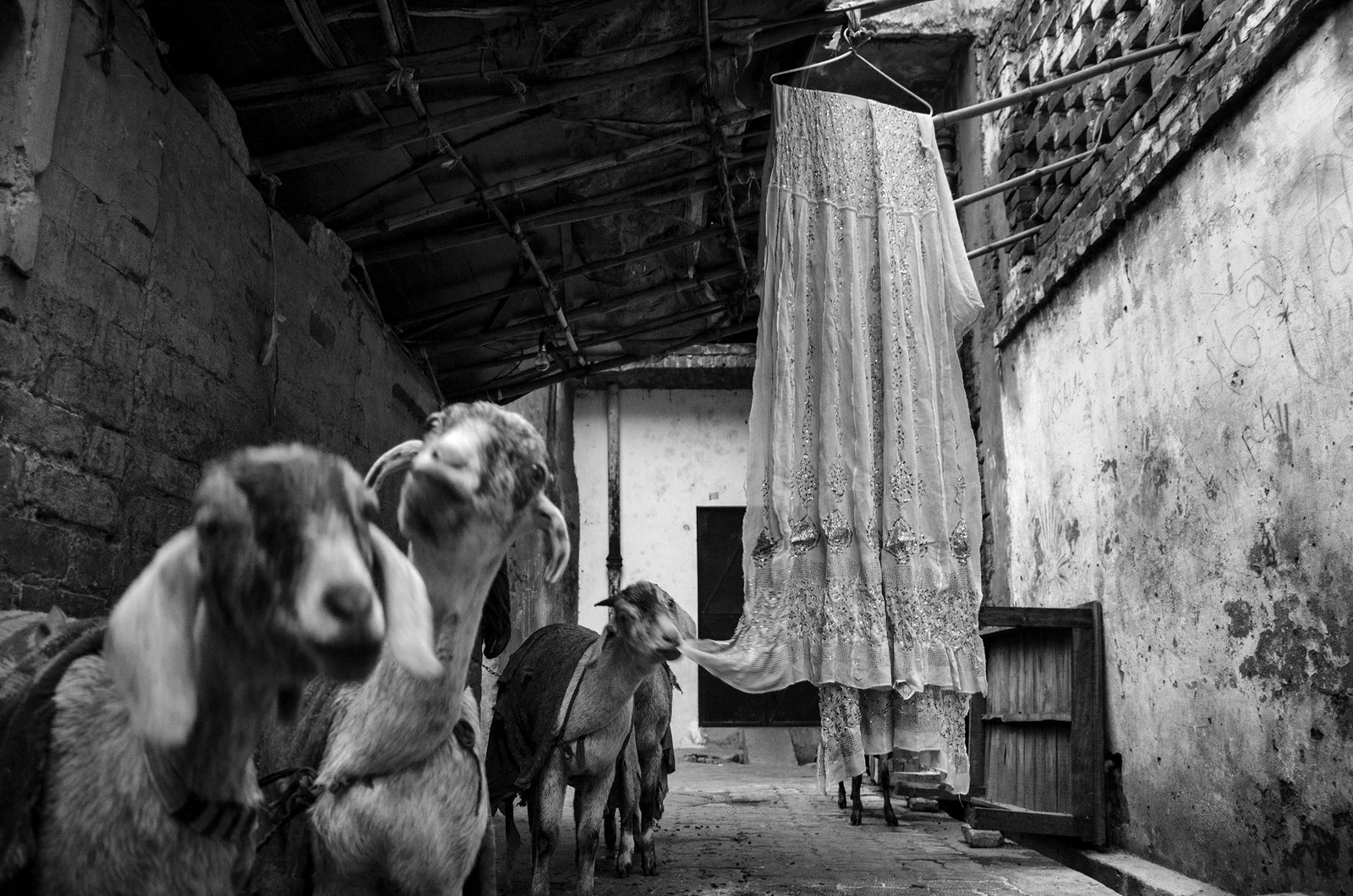 Swan Song of the Badlas by Taha Ahmad, photograph 12