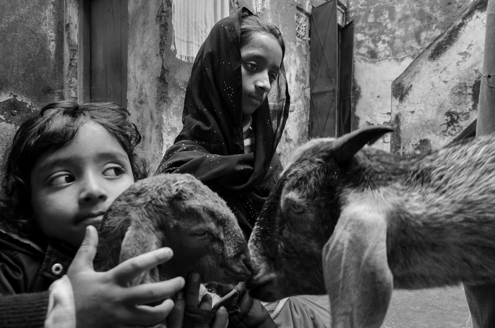 Swan Song of the Badlas by Taha Ahmad, photograph 36